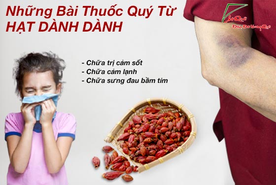 công dụng bất ngờ quả dành dành